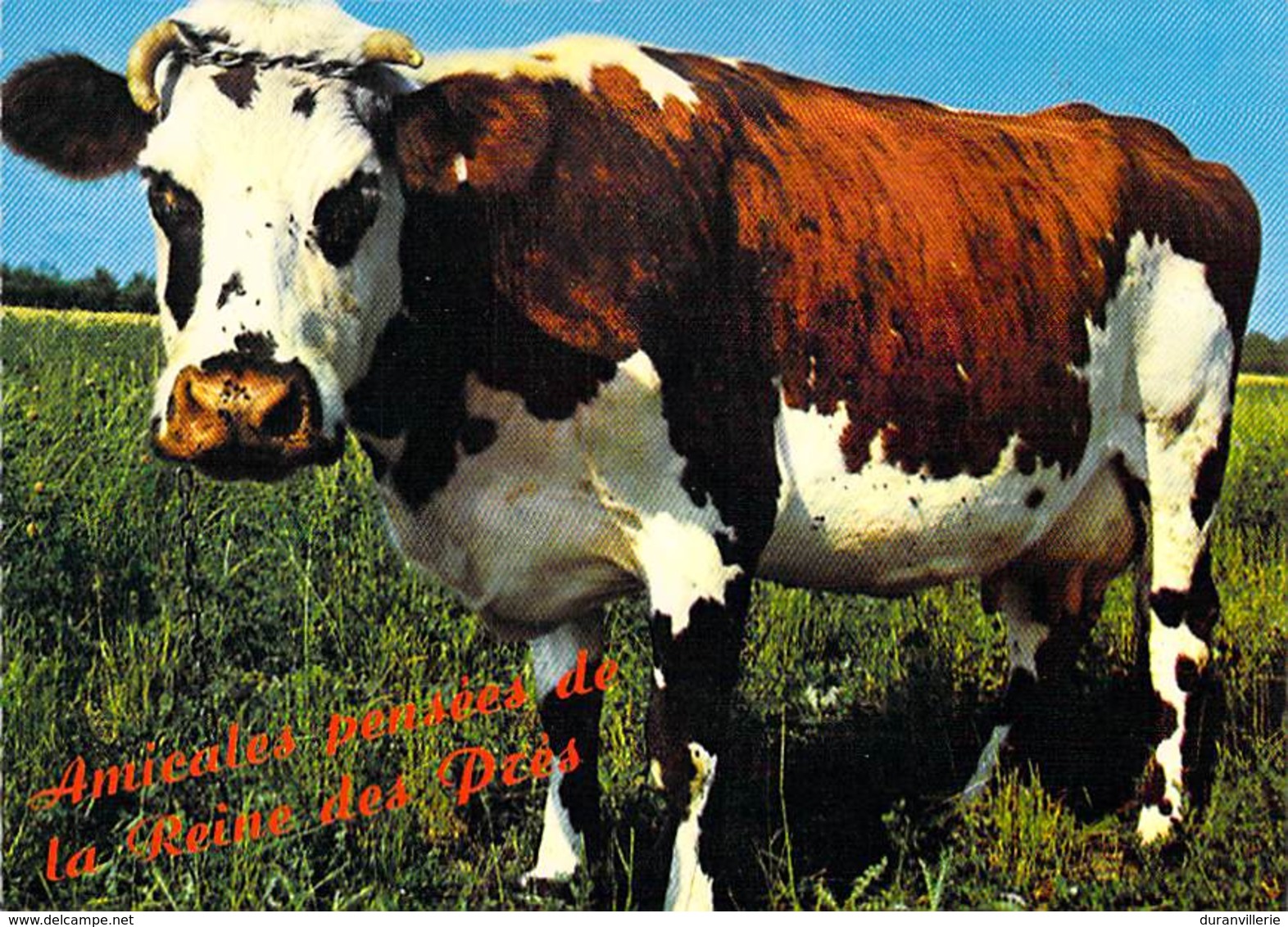 Vache Normande - Vaches