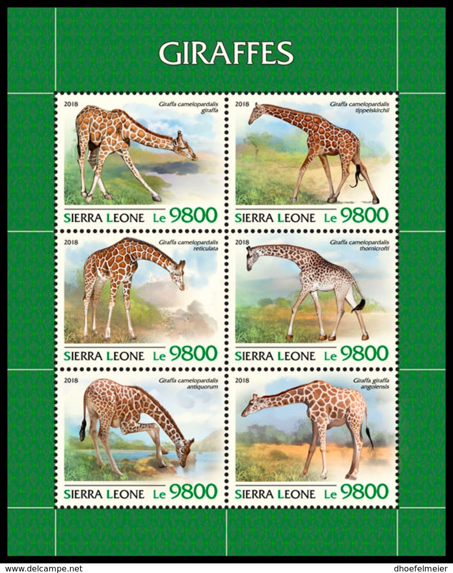 SIERRA LEONE 2018 **MNH Giraffes Giraffen Girafes M/S - IMPERFORATED - DH1845 - Giraffes