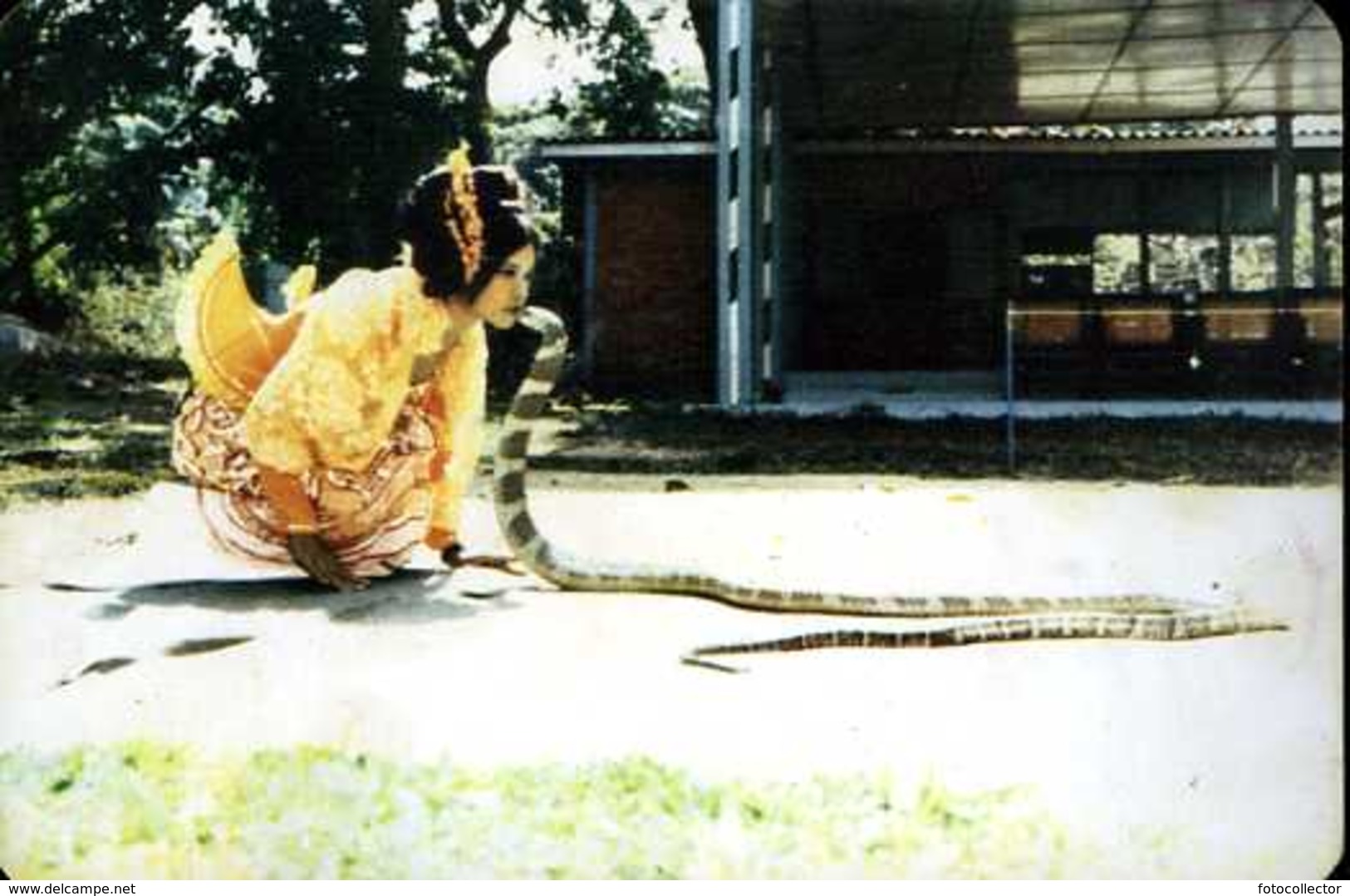 Myanmar (Birmanie) : The World Famous Snake Dance Of The Rangoon Zoo - Myanmar (Burma)