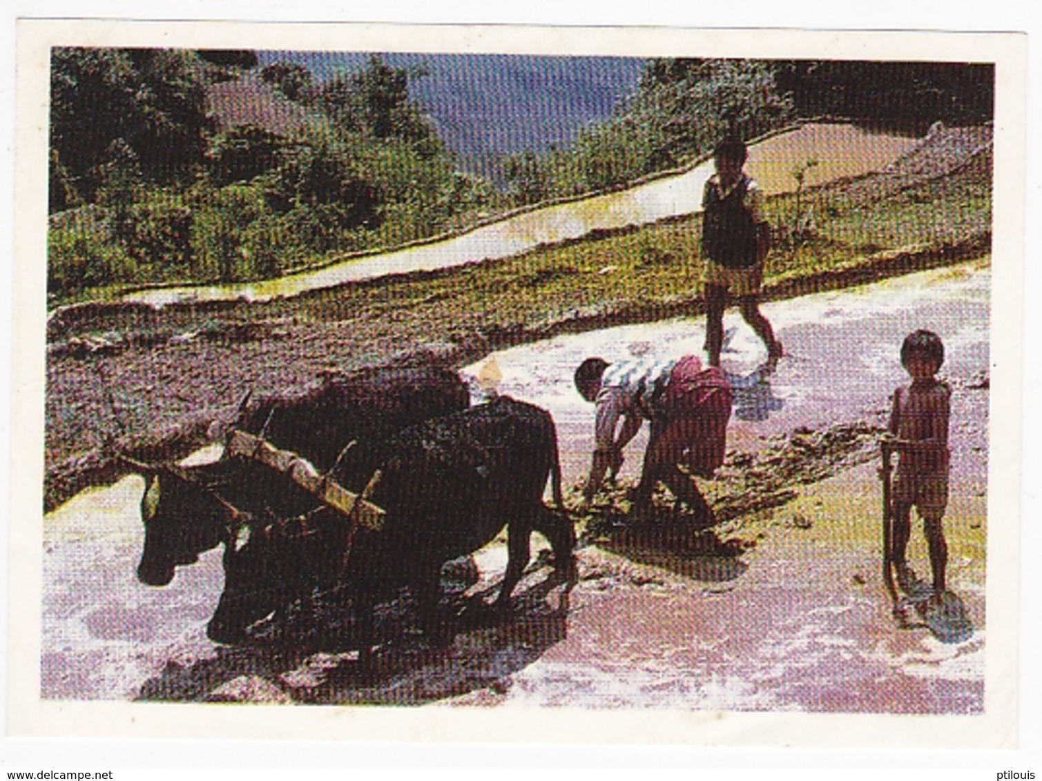 Image POULAIN - N° 52 ; Dans Les Cultures En Terrasse, Au Népal - Cioccolato