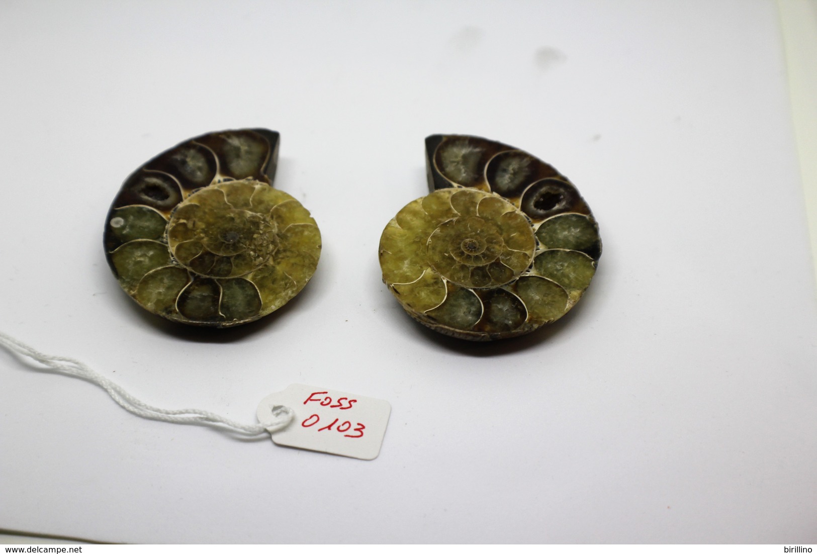 832 - Fossile Di Ammonite - Provenienza Madagascar - Fósiles