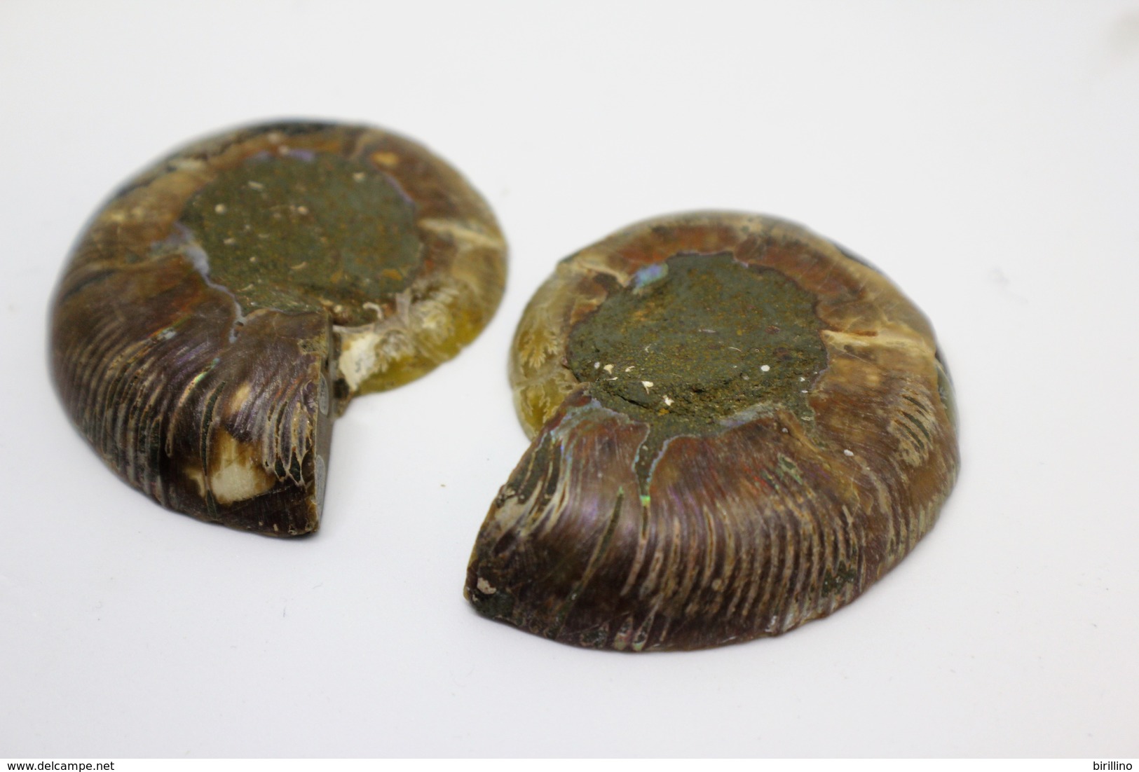 832 - Fossile di ammonite - Provenienza Madagascar
