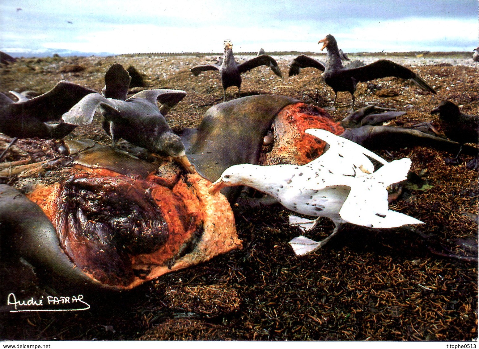 TAAF. N°116 De 1986 Sur Carte. Pétrel Géant. - Antarctic Wildlife