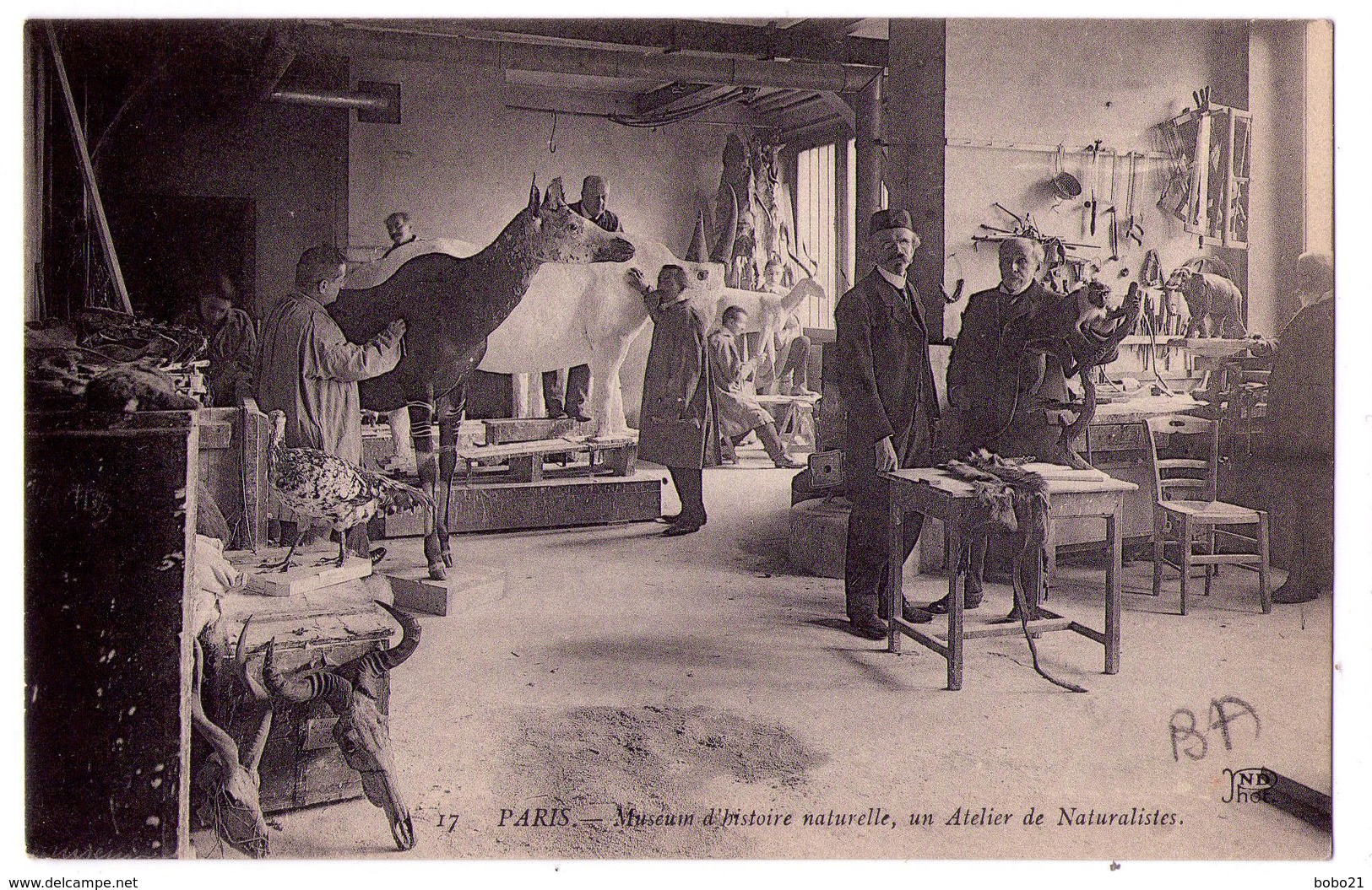 3329 - Paris 5e - Muséum D'Histoire Naturelle - Un Atelier De Naturalisation - N.D. Phot. N°17 - - Arrondissement: 05