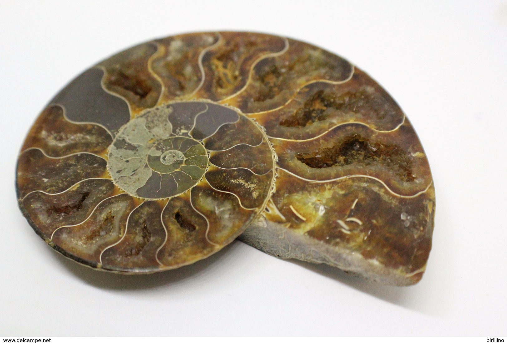 968 - Fossile di ammonite - Metà di fossile di conchiglia - Provenienza Madagascar Peso 106 gr