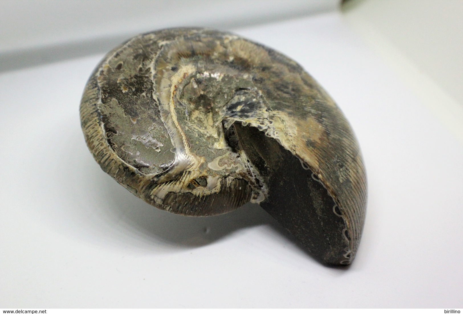 996 - Fossile di ammonite - Metà di fossile di conchiglia - Provenienza Madagascar Peso 371 gr