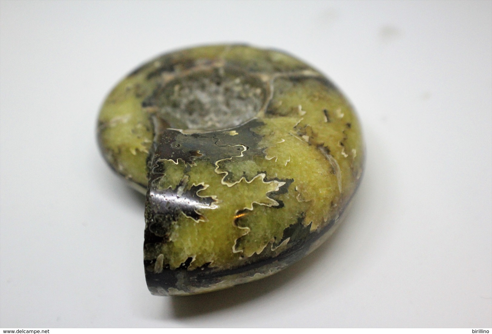 992 - Raro fossile di ammonite di conchiglia - Provenienza Madagascar Peso 230 gr