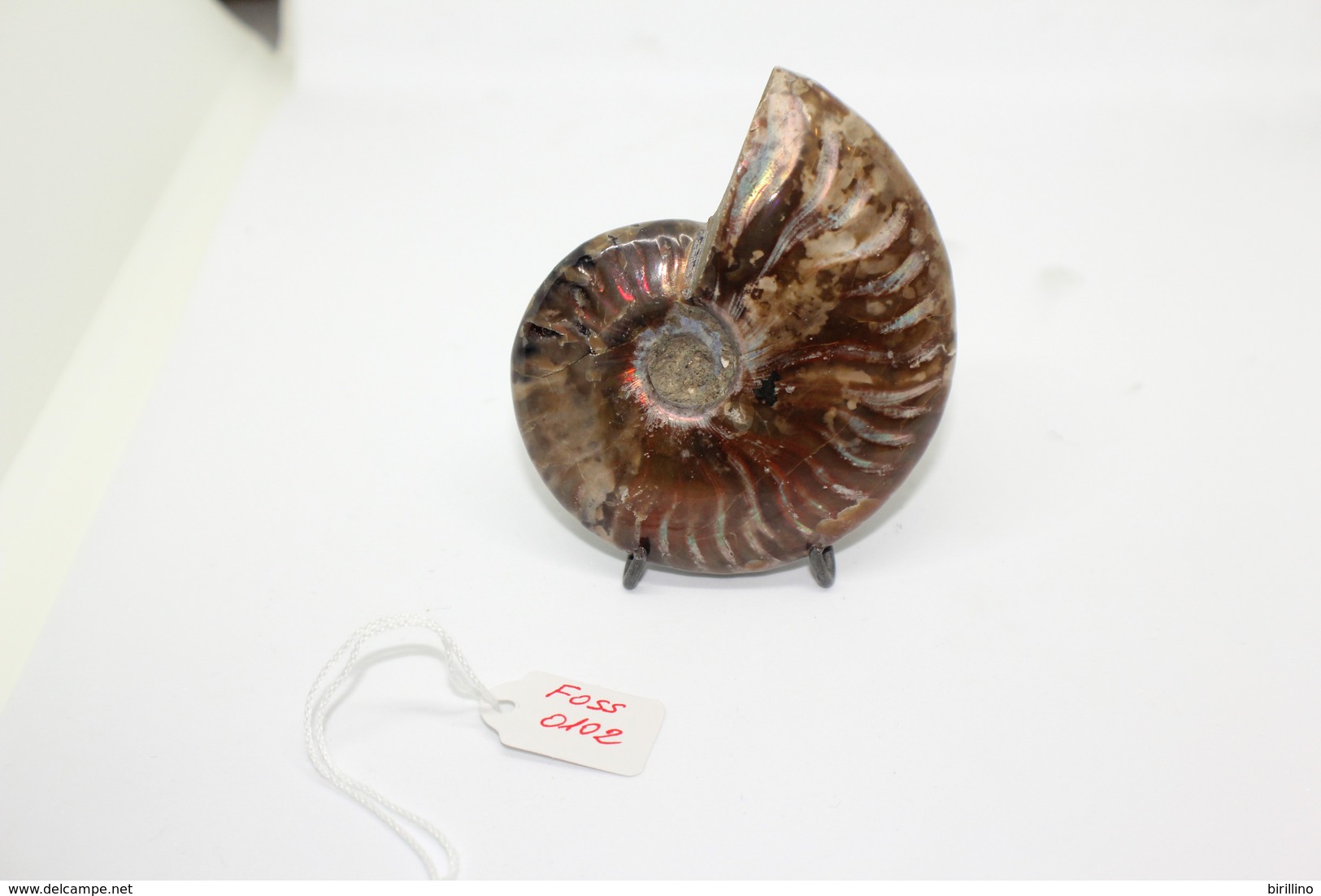 824 - Raro Fossile Di Ammonite Di Conchiglia - Provenienza Madagascar Peso 109 Gr - Fossili