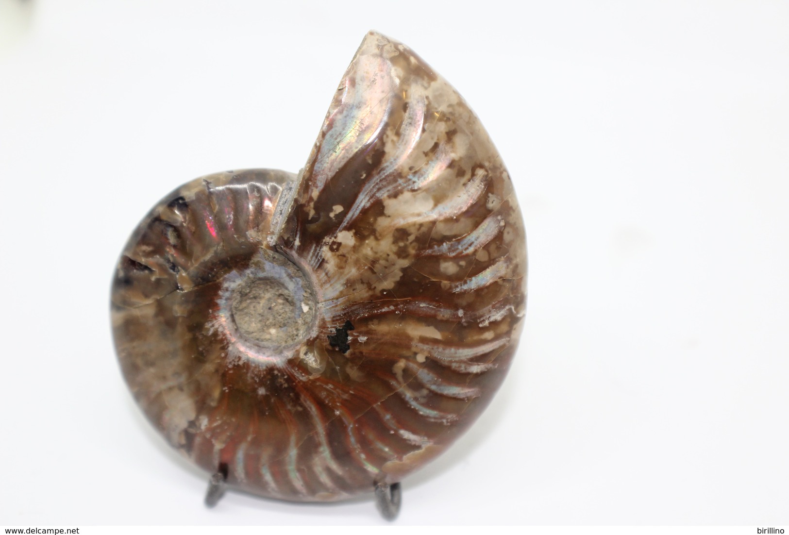 824 - Raro Fossile Di Ammonite Di Conchiglia - Provenienza Madagascar Peso 109 Gr - Fossilien