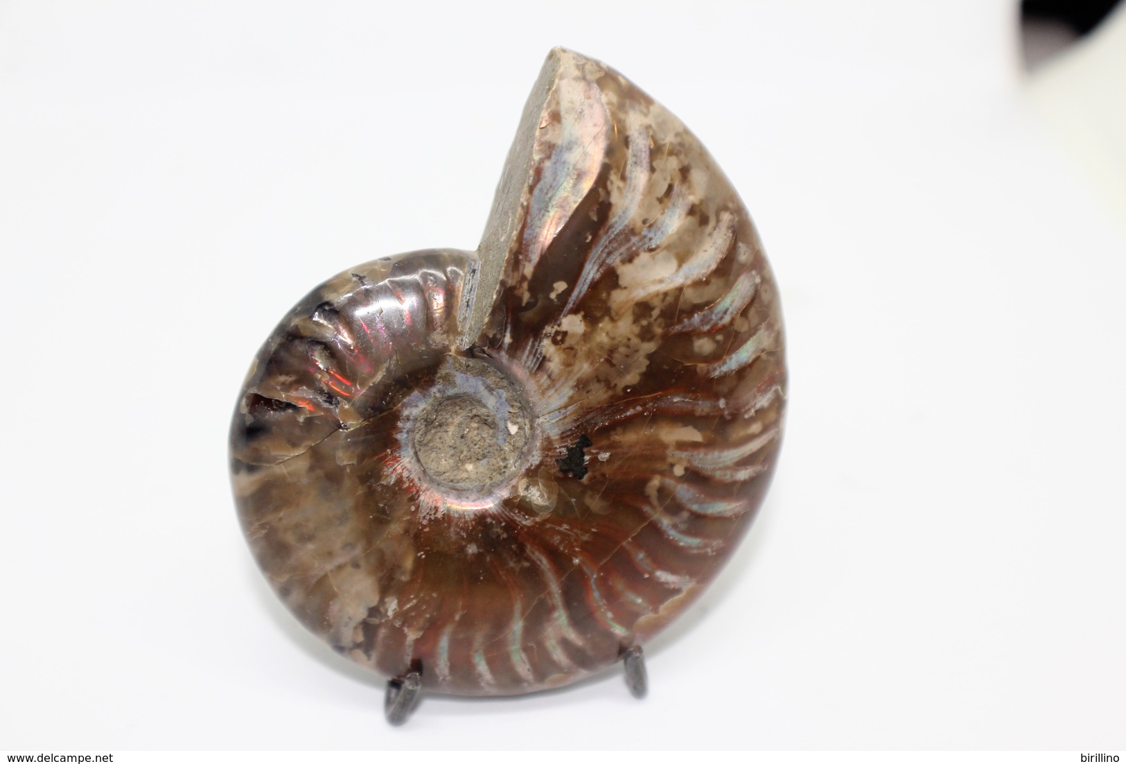 824 - Raro Fossile Di Ammonite Di Conchiglia - Provenienza Madagascar Peso 109 Gr - Fossiles