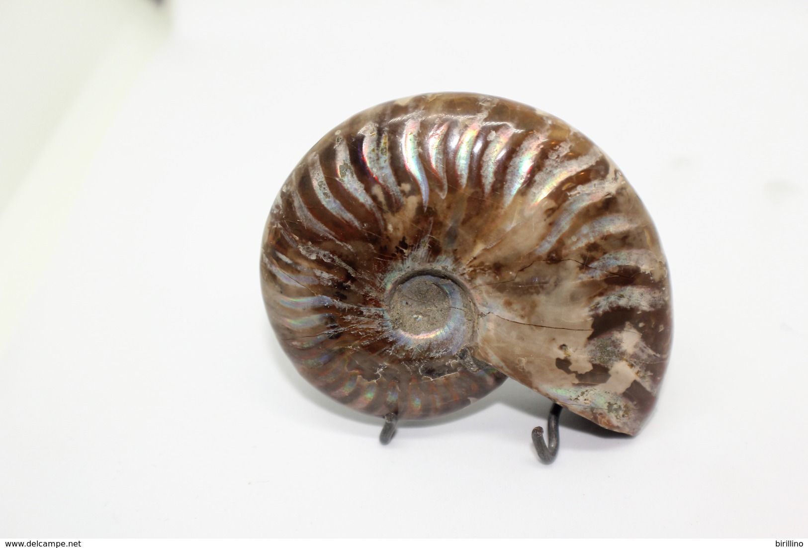 824 - Raro Fossile Di Ammonite Di Conchiglia - Provenienza Madagascar Peso 109 Gr - Fósiles