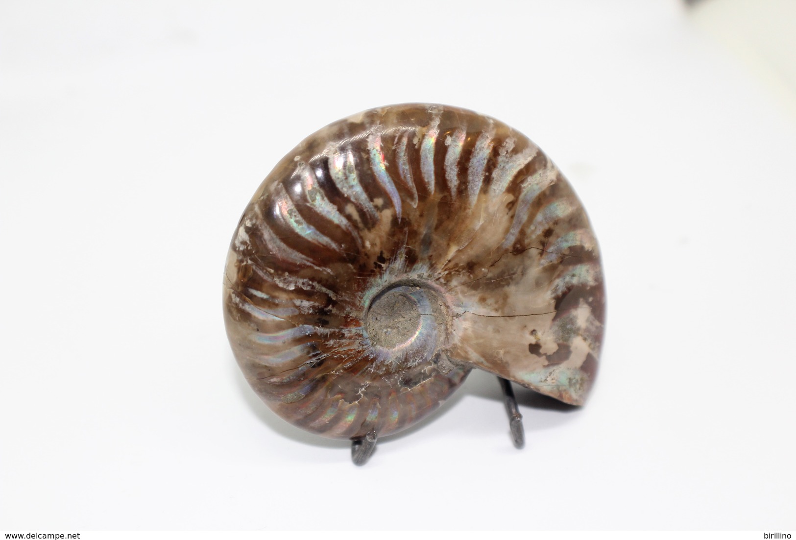 824 - Raro Fossile Di Ammonite Di Conchiglia - Provenienza Madagascar Peso 109 Gr - Fossilien