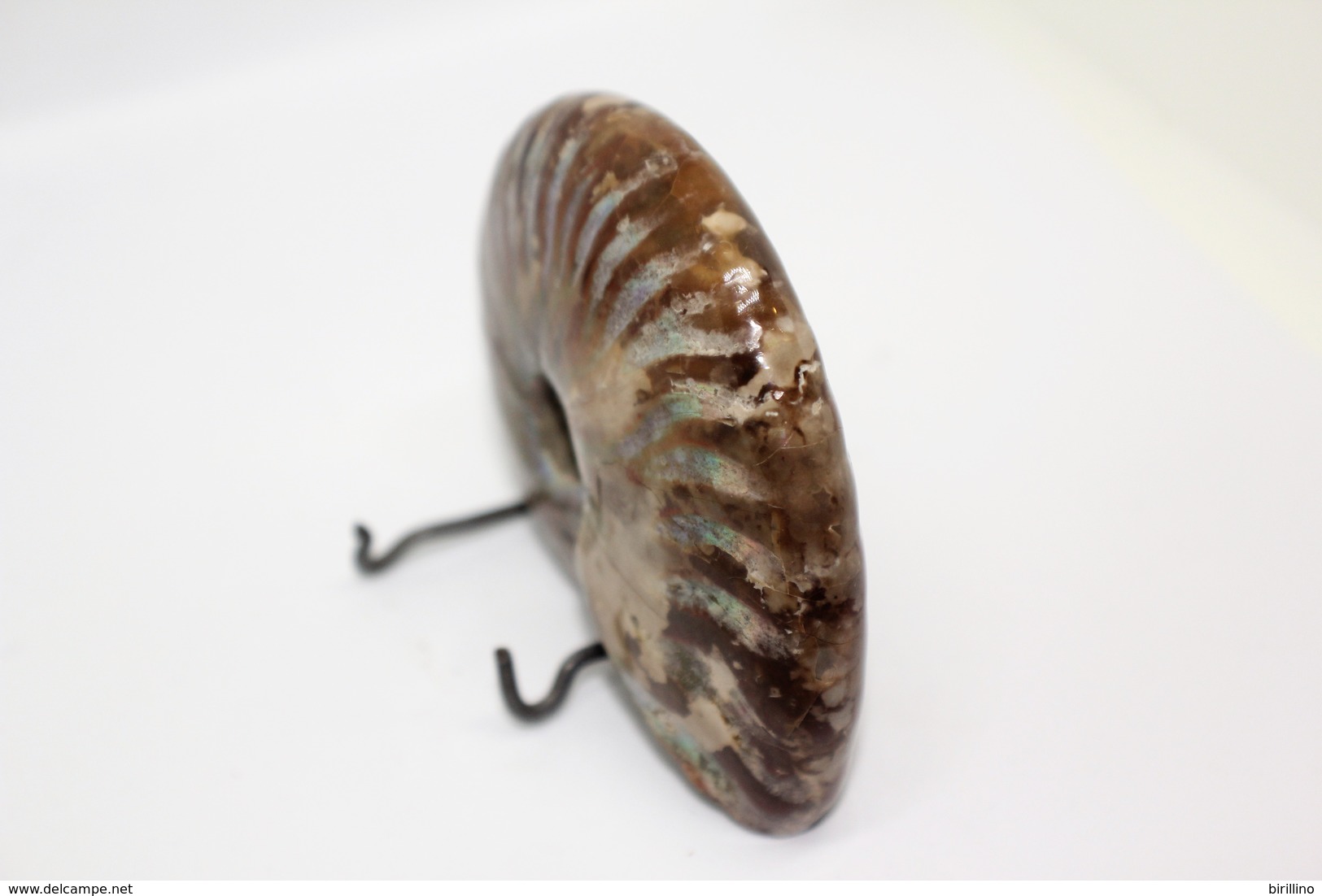 824 - Raro fossile di ammonite di conchiglia - Provenienza Madagascar Peso 109 gr