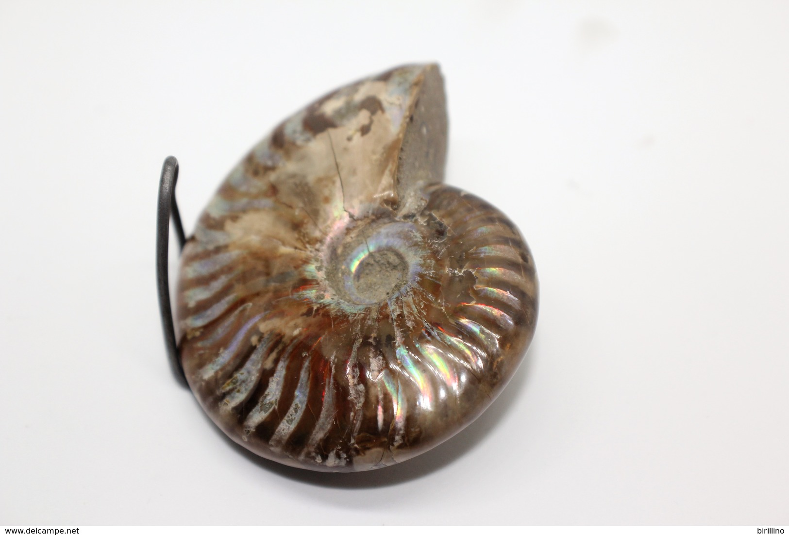 824 - Raro fossile di ammonite di conchiglia - Provenienza Madagascar Peso 109 gr