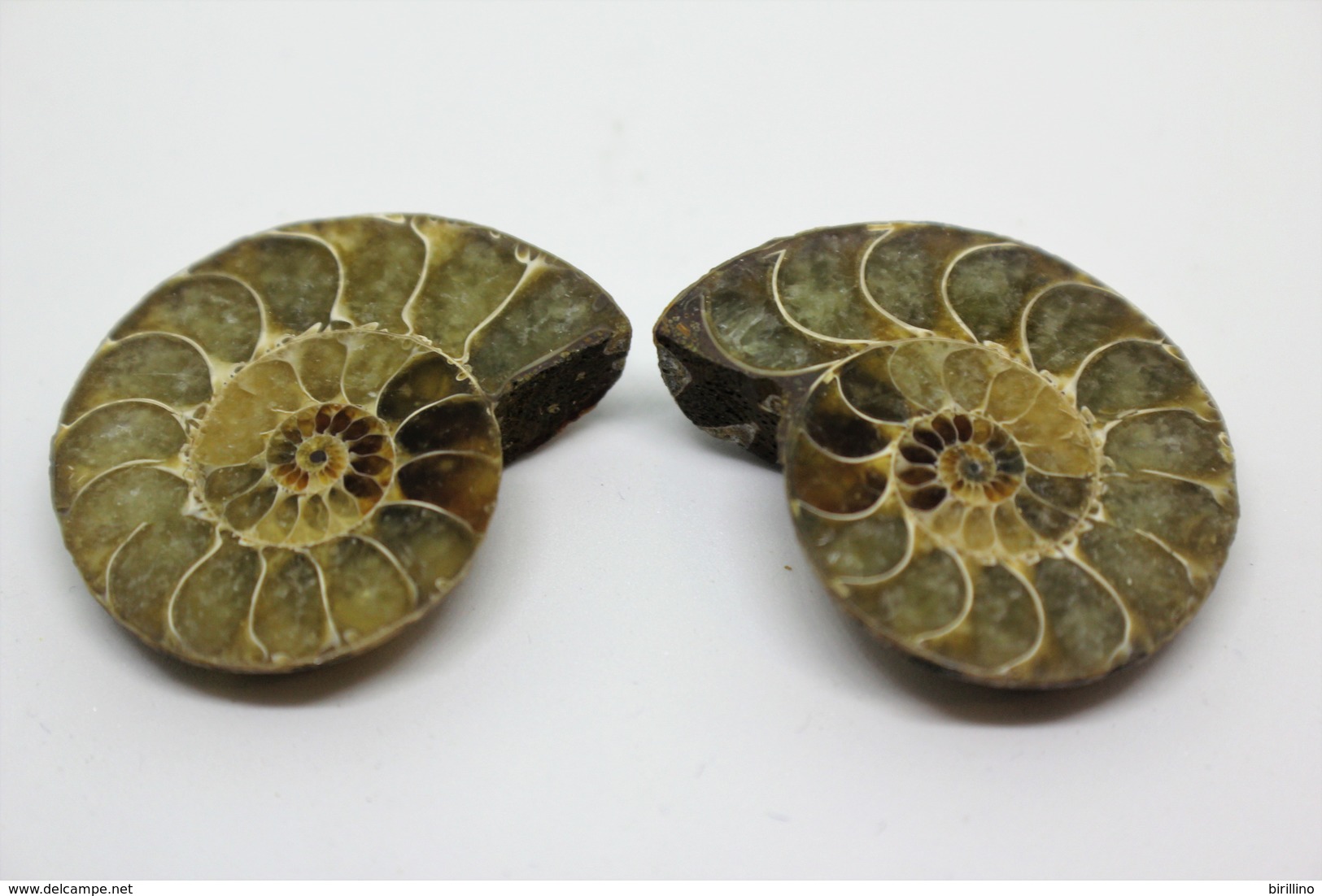 848 - Fossile di ammonite  naturale - Provenienza Madagascar Peso 25,20 gr