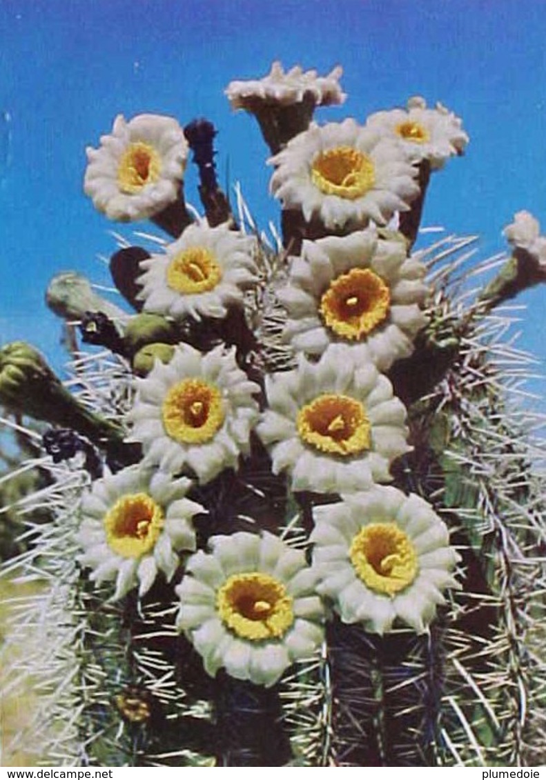 Cpa   FLEURS De CACTUS , GIANT SAGUARO BLOSSOMS  EDITEUR CURTEICHCOLOR - Cactusses