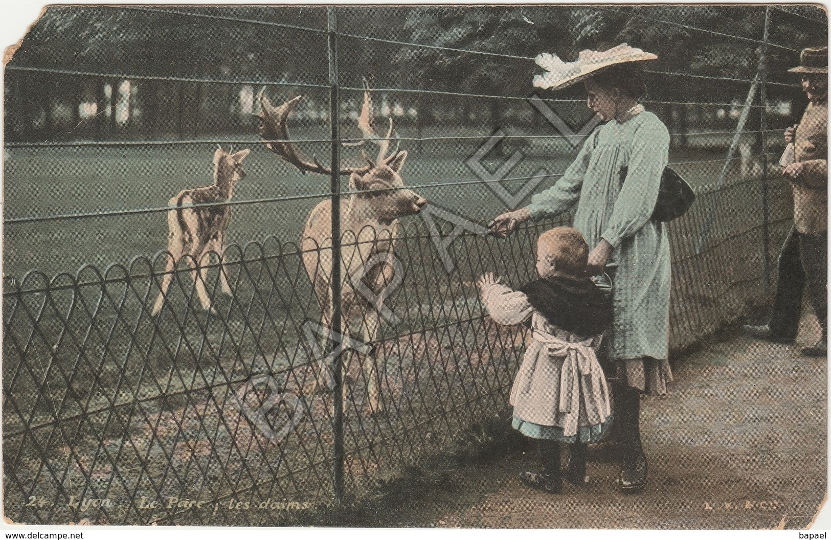 Lyon (69) - Parc De La Tête D'Or - Les Daims (Circulé En 1913) - Lyon 6