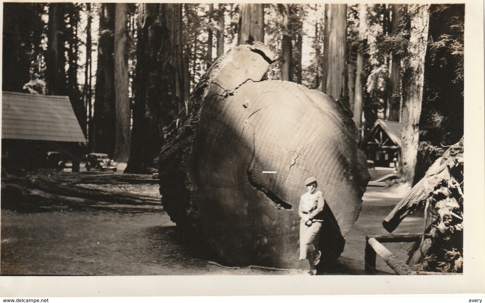 Cross Section Of Redwood That Fell In 1914, California State Redwood Park, 1935 6" X 3.7" 15 Cm X 9.4 Cm - Places