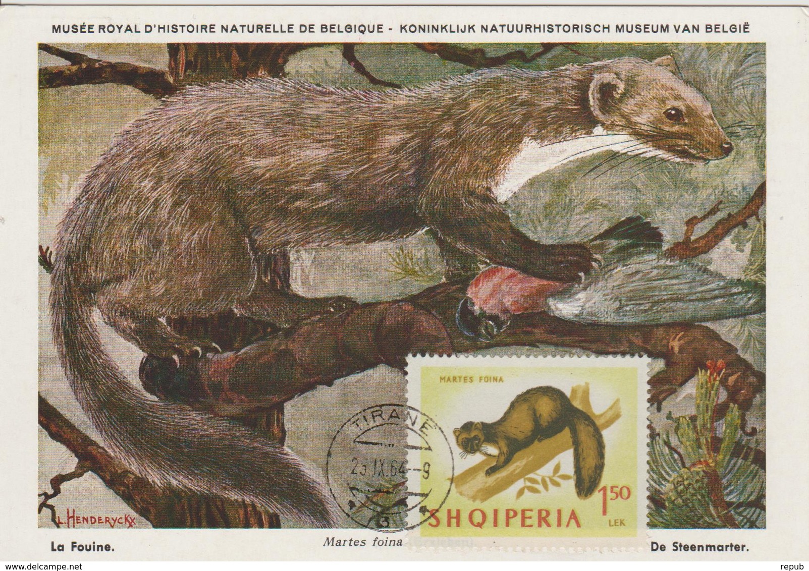 Albanie Carte Maximum Animaux 1964 Fouine 678 - Albanie