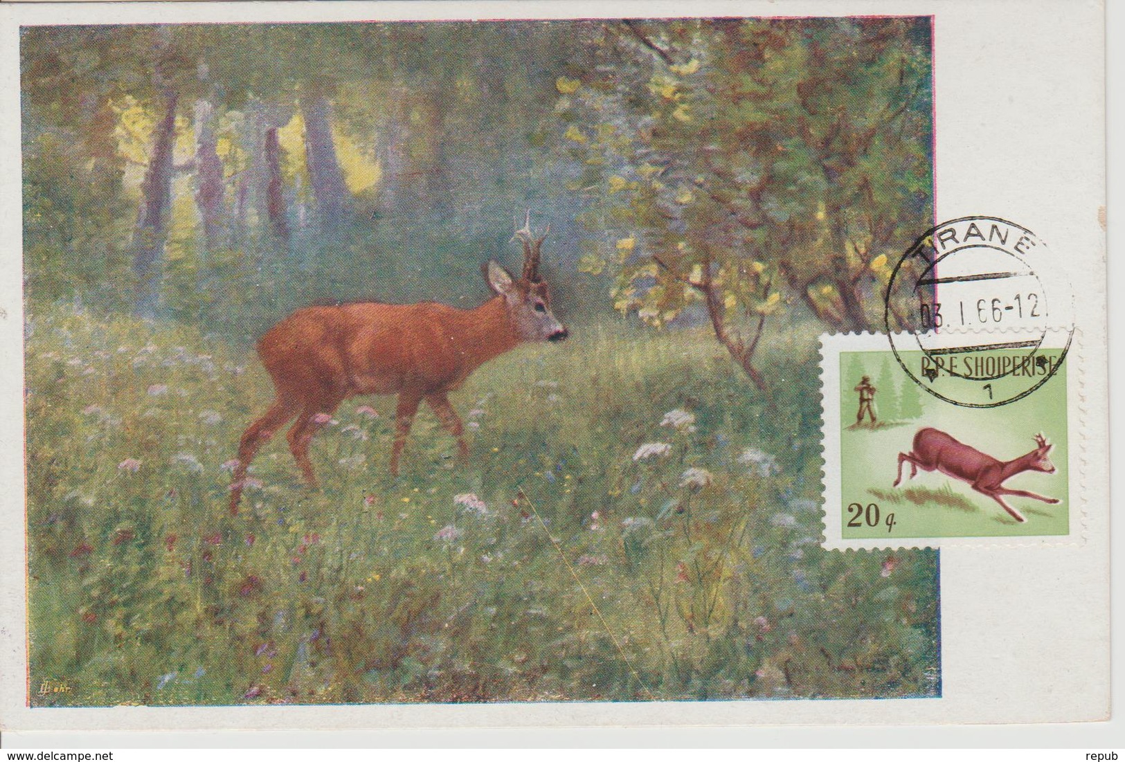 Albanie Carte Maximum Animaux 1965 Chevreuil 810 - Albanie