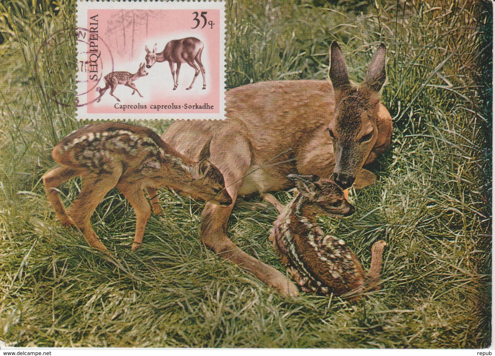 Albanie Carte Maximum Animaux 1967 Chevreuils 997 - Albanie