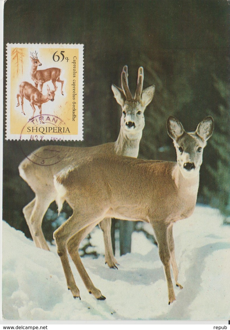 Albanie Carte Maximum Animaux 1967 Chevreuils 999 - Albanie