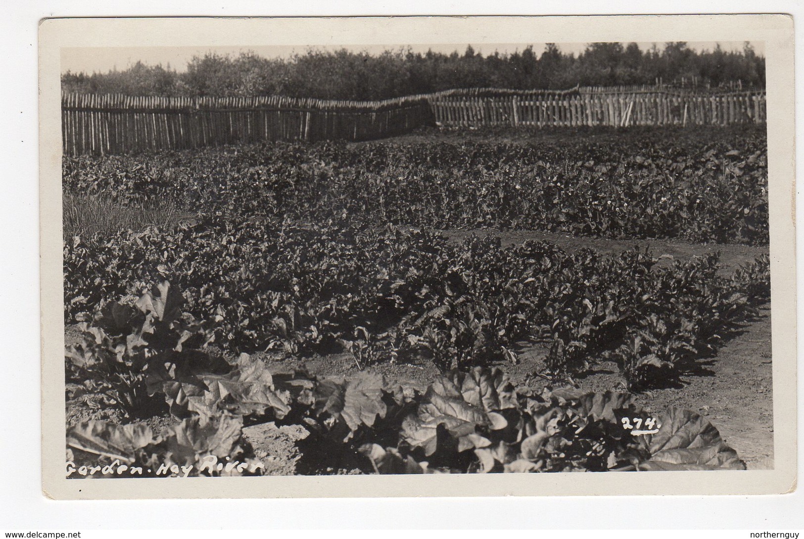 HAY RIVER, North West Territories, Canada,  Garden In Summer, Old Hudson's Bay Co RPPC - Autres & Non Classés