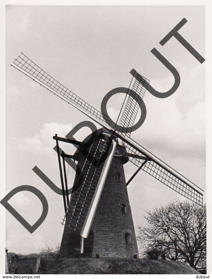 Meerle Molen/Moulin Originele Foto E3 - Hoogstraten