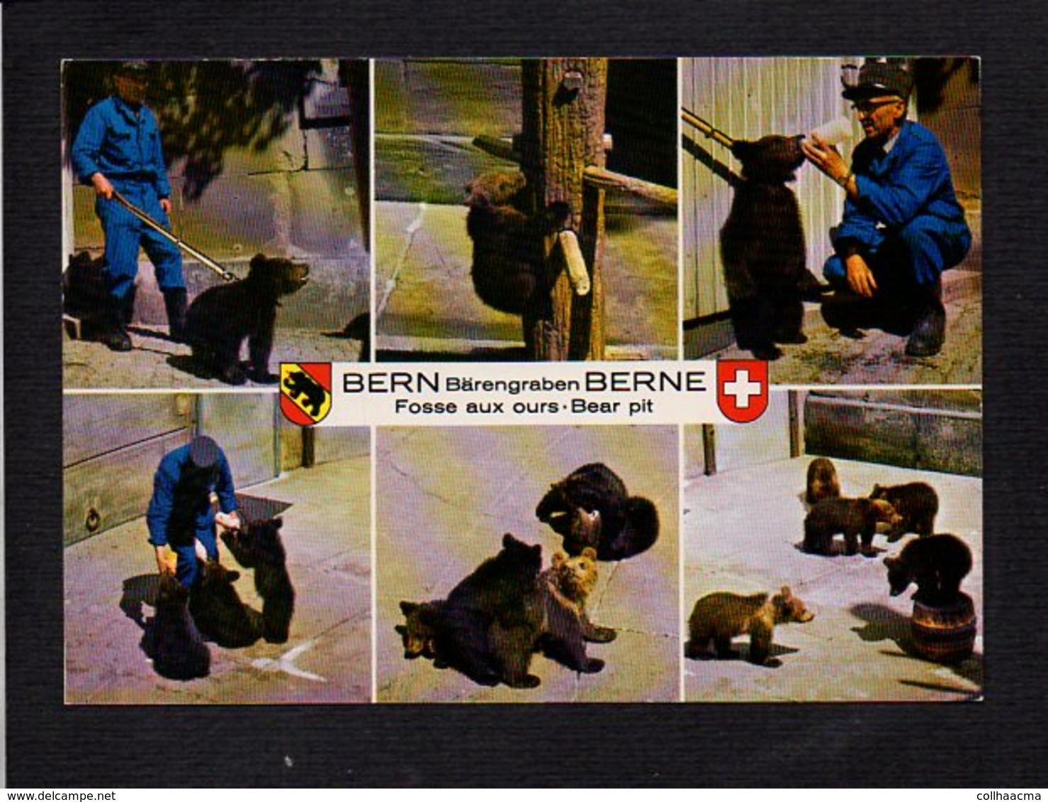 Suisse / Bern Bärengraben Berne / Fosse Aux Ours / ZOO - Berne