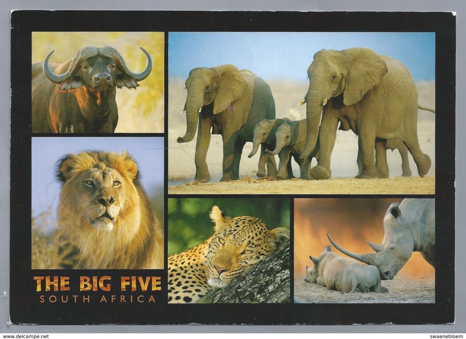 ZA. THE BIG FIVE. SOUTH AFRICA. Leeuw - Panter - Olifant - Neushoorn - Buffel. - Zuid-Afrika