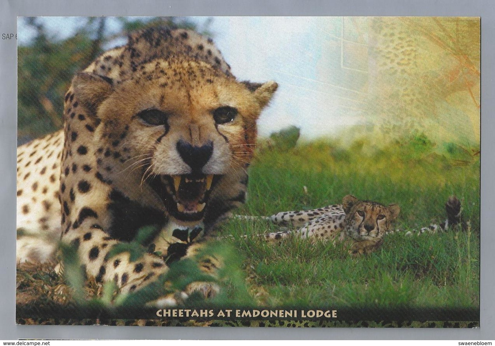 ZA. CHEETAHS AT EMDONENI LODGE. SOUTH AFRICA. Cheetah. - Andere & Zonder Classificatie