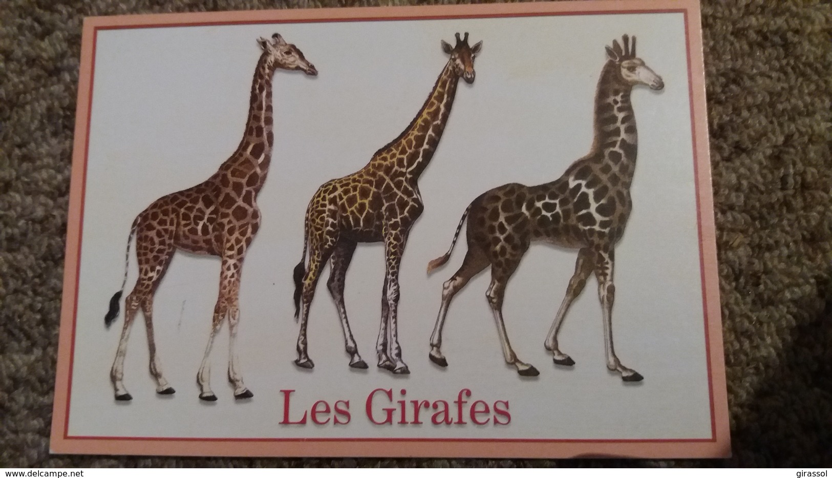 CPM GIRAFE GIRAFES Z 14 ED MIRONTAINE - Giraffe