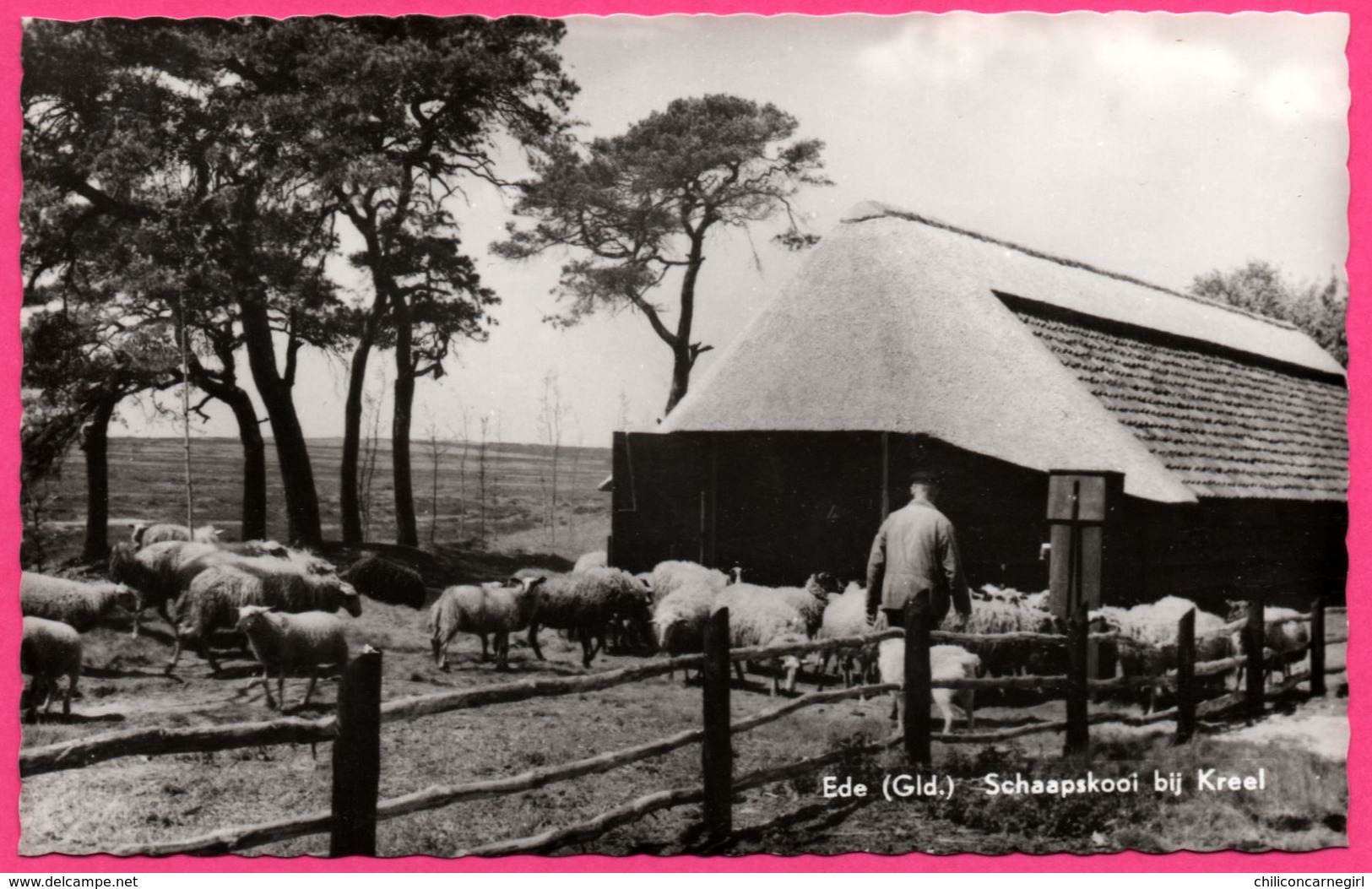 Ede - Schaapskooi Bij Kreel - Bergerie - Fermier - Mouton - Moutons - Berger - Edit. SIMONS - Ede