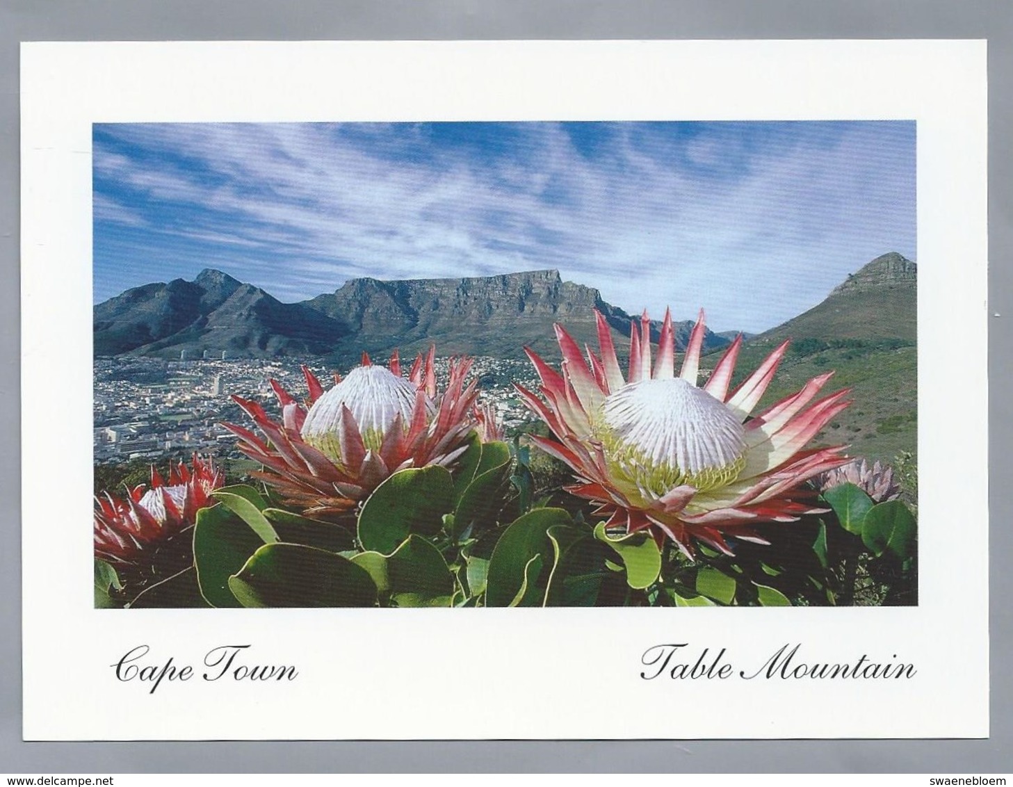 ZA. CAPE TOWN. TABLE MOUNTAIN. SOUTH AFRICA. NATIONAL FLOWER PROTEA CYNAROIDES. - Zuid-Afrika