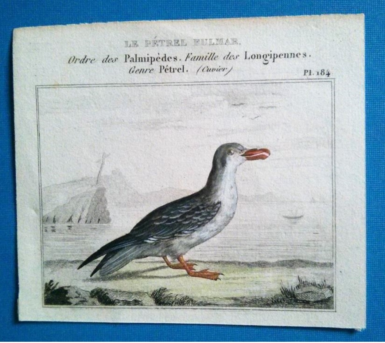 Le Pétrel Fulmar, Ordre Des Palmipèdes , Famille Des Longipennes - Stampe & Incisioni