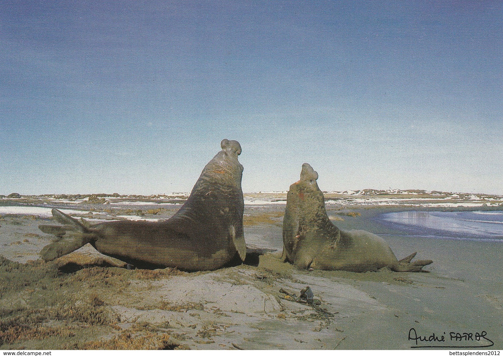 CPM - KERGUELEN - Combat - Eléphant De Mer - TAAF : Territorios Australes Franceses