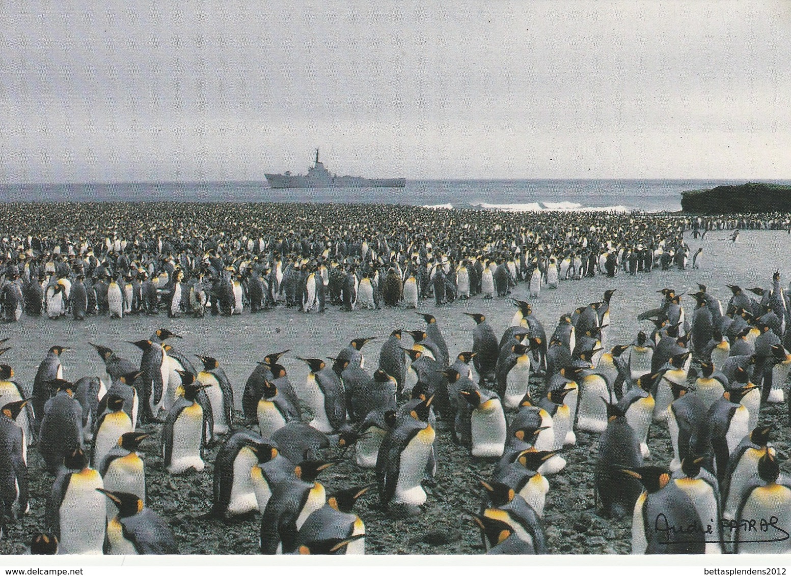 CPM - TAAF - Patrouilleur Albatros Et Manchots Royaux - Anse Du Naufragé Ile De L'Est - CROZET - TAAF : Terres Australes Antarctiques Françaises