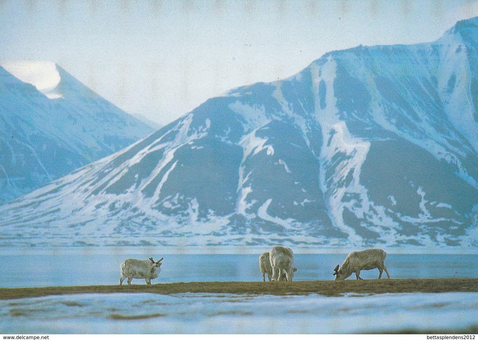 CPM - TAAF - RENNES  Introduits à KERGUELEN En 1955 Et 1956 - TAAF : French Southern And Antarctic Lands