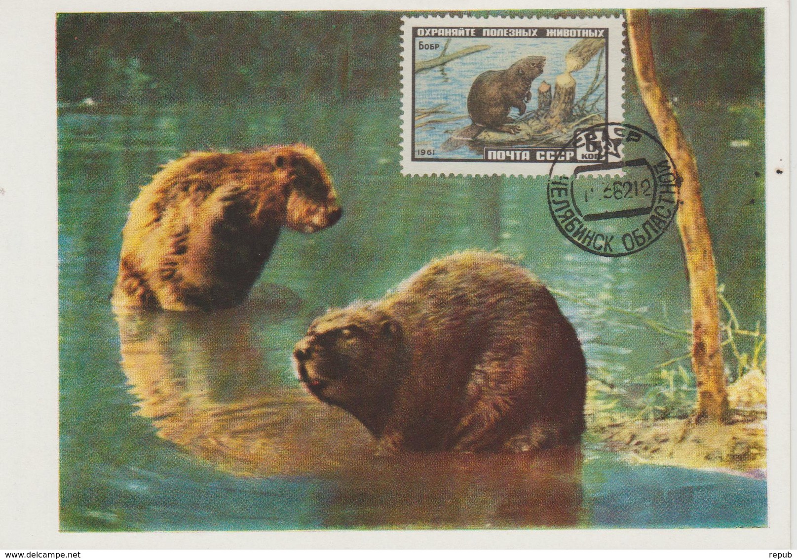 URSS Carte Maximum 1961 Animaux Castor 2382 - Cartes Maximum