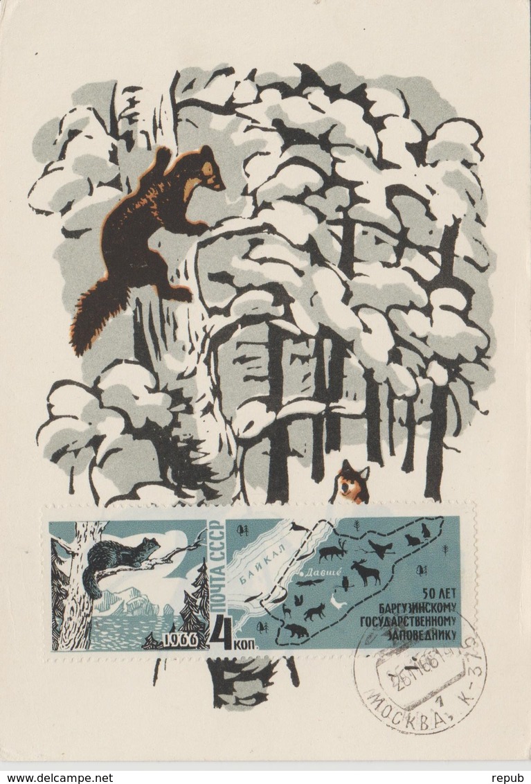 URSS Carte Maximum 1966 Animaux 3115 - Cartes Maximum