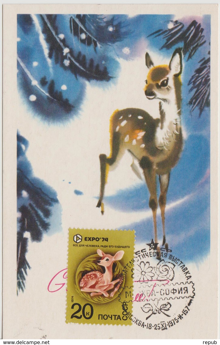 URSS Carte Maximum 1974 Animaux Faon 4034 - Cartes Maximum