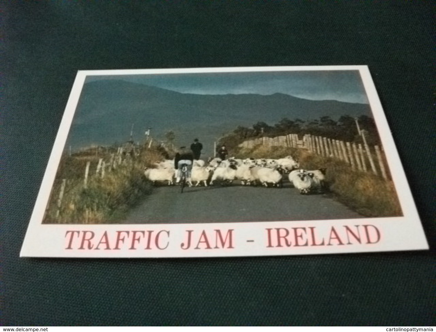 GREGGE PECORE PASTORI CICLISTA TRAFFIC JAM IRELAND - Paesani