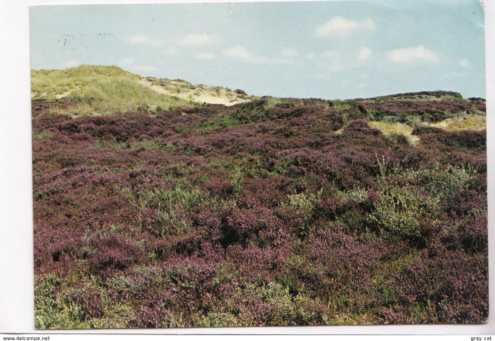 Denmark, Dansk Hedelandskab, Danish Moorland, Used Postcard [22303] - Denmark