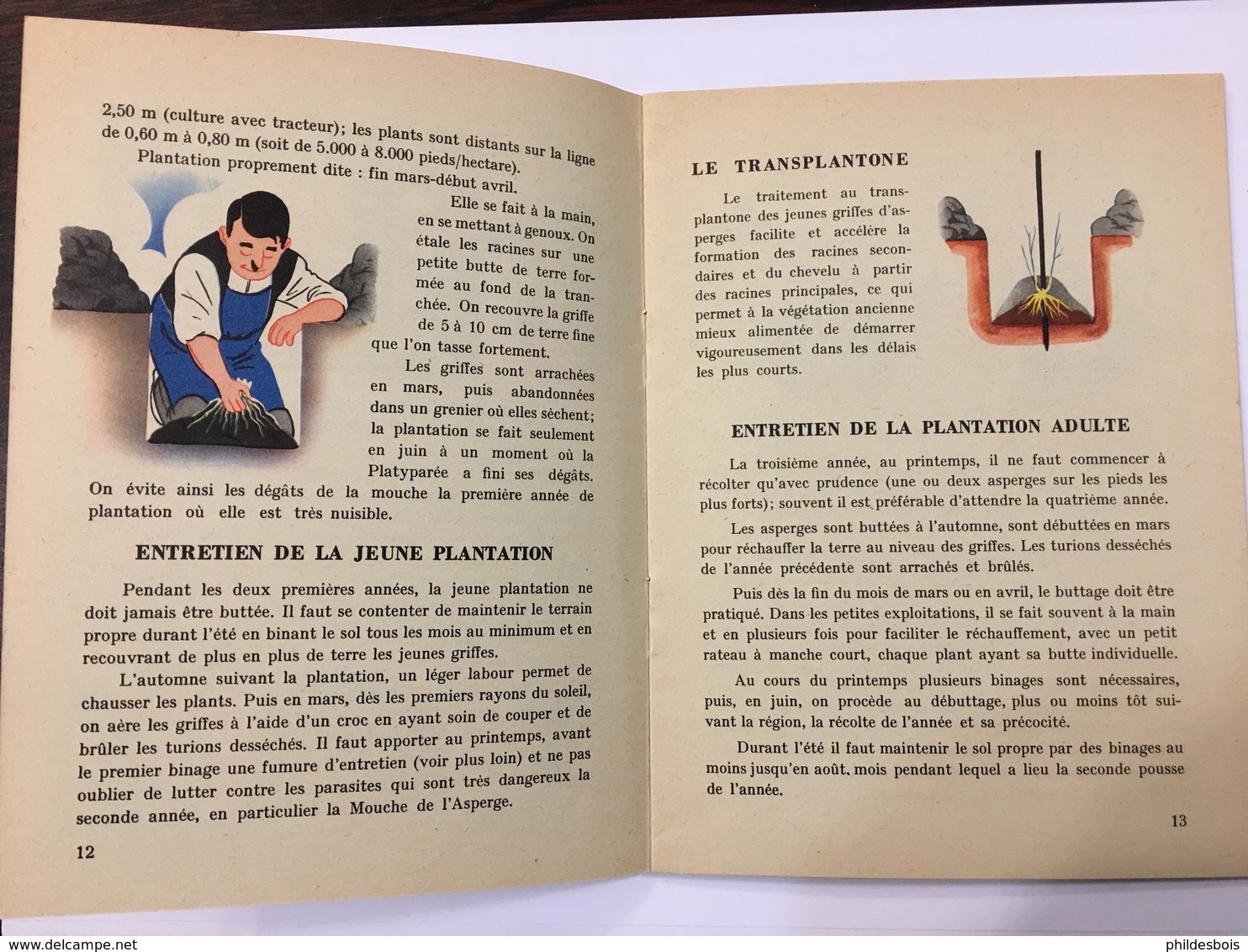 ARGENTEUIL   CATALOGUE Publicitaire 1955 L' ASPERGE Culture Et Récolte - Publicités