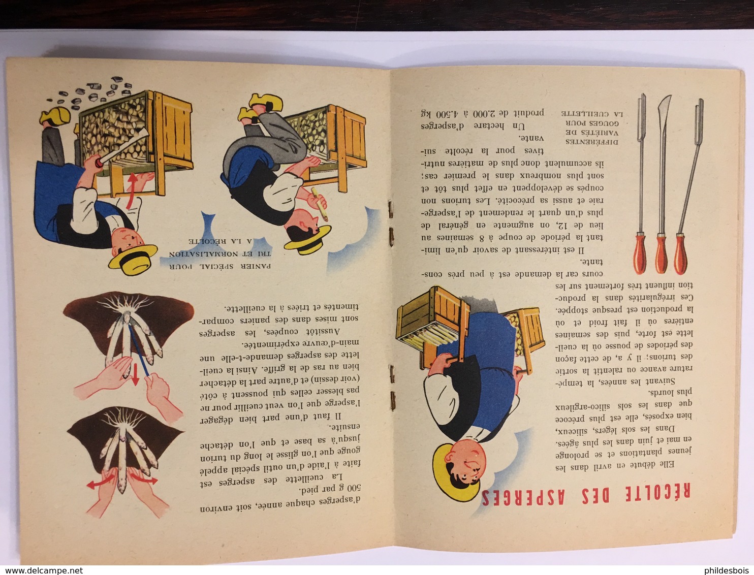 ARGENTEUIL   CATALOGUE Publicitaire 1955 L' ASPERGE Culture Et Récolte - Publicités