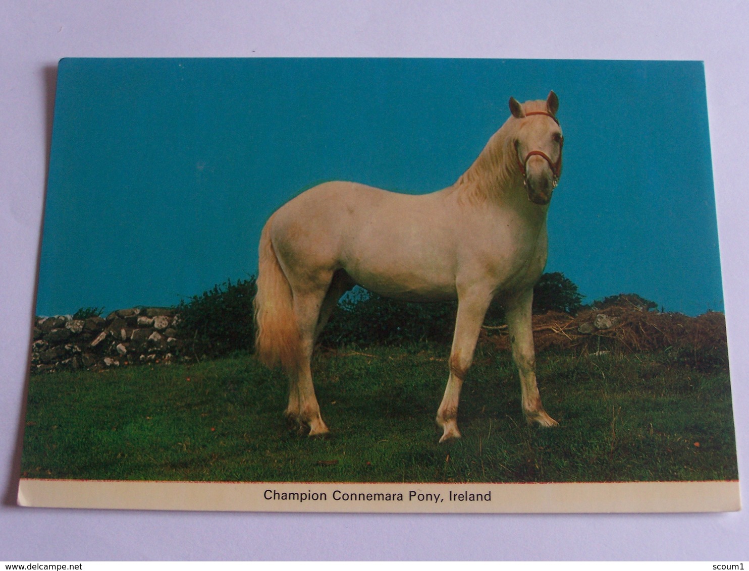 Chevaux Champion Connemara Pony Ireland - Pferde