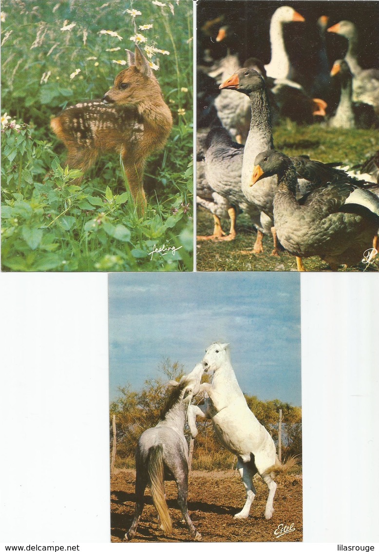 LOT   23 CARTES  CPM  ANIMAUX - 5 - 99 Postcards