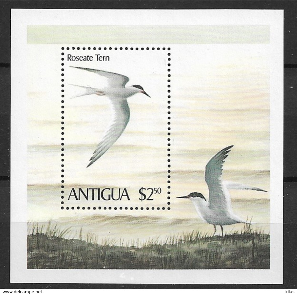 ANTIGUA 1980 "roseate Tern" - Albatros