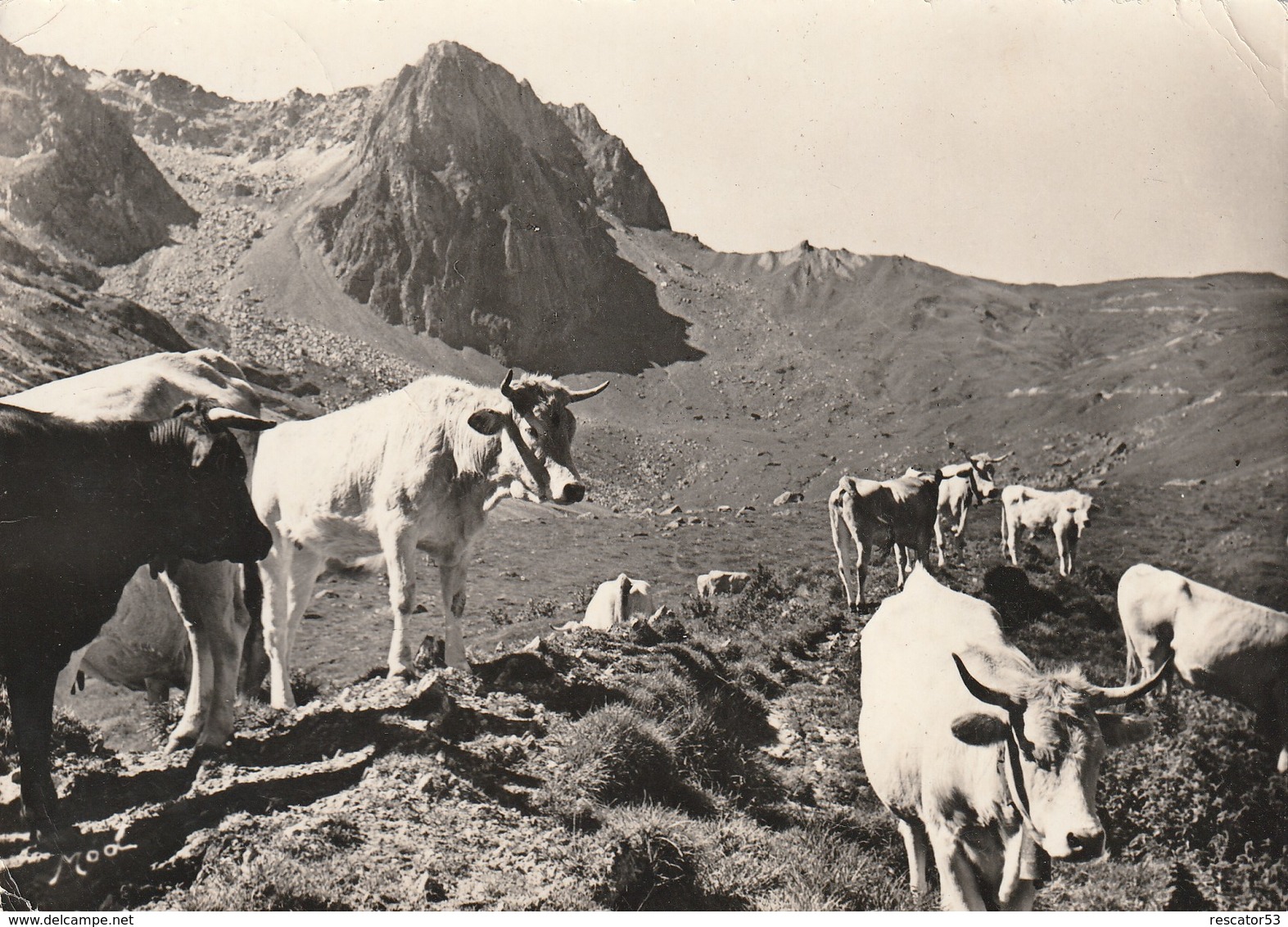 Cpsm  La Mongie Vue Sur Le Col Du Tourmalet  Et Le Pic D'Espade Avec Vaches Aux Alpages - Autres & Non Classés