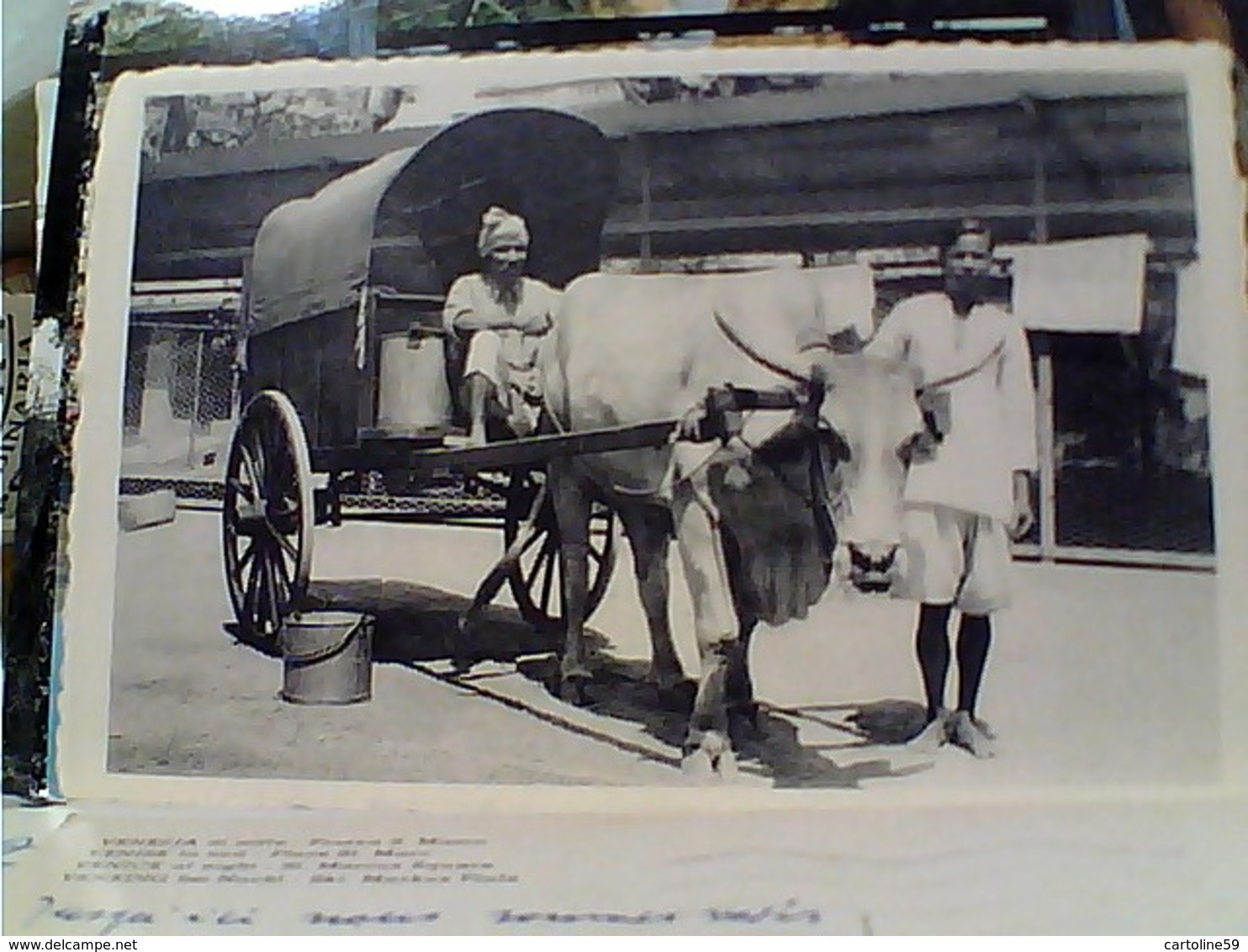 INDIA CALCUTTA ANIMATA MUCCA VACCA COW AGRICULTURAL CHART CAR N1940 GX5808 - India